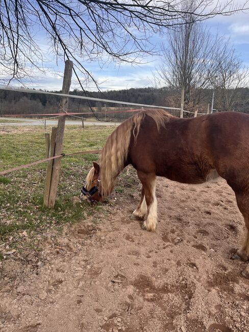 Haflinger-Mix Stute zu Verkaufen, Frau Hirtl, Pferd kaufen, Klöch, Abbildung 4