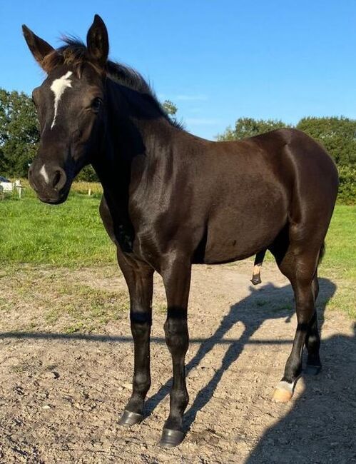 Haflinger x Reitpony Rapphengst sucht Familienanschluss, Pferdevermittlung Leus, Pferd kaufen, Filsum, Abbildung 4