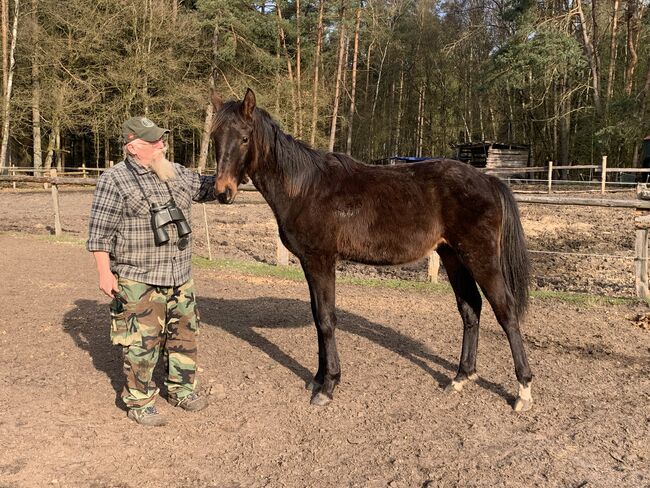 Hengstjährling von Valensky, Wegner, Pferd kaufen, Buchholz