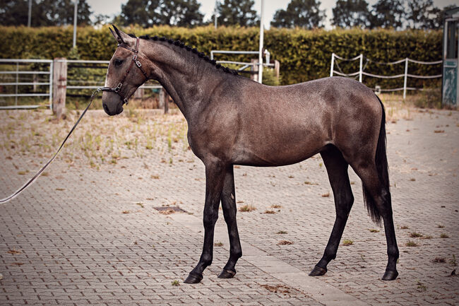 Herausragender PSL Lusitano von Escorial für das große Viereck, Eva Gehrke, Pferd kaufen, Bocholt, Abbildung 3