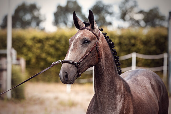 Herausragender PSL Lusitano von Escorial für das große Viereck, Eva Gehrke, Pferd kaufen, Bocholt, Abbildung 4