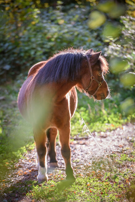 Pferdefotoshooting in der Schweiz / Pferdeshooting / Pferdefotografie, Caroline, Horse photography, Tuggen, Image 3