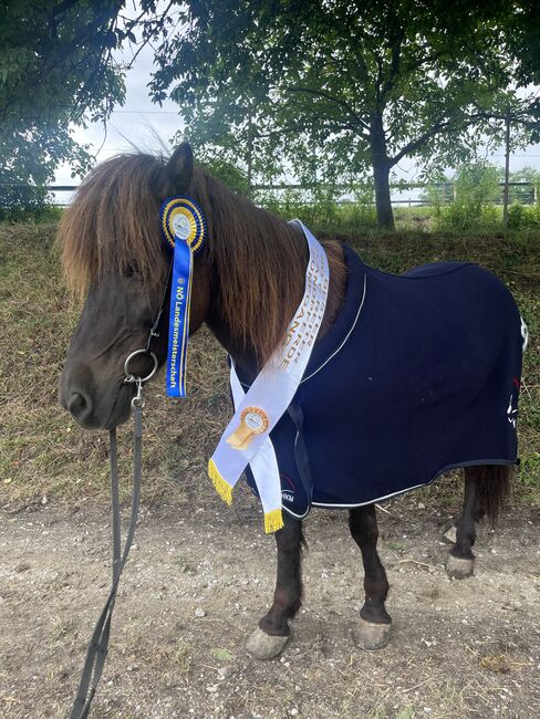 Reitbeteiligung auf Isländer, Nina Rogl, Horse Sharing, Stripfing, Image 4