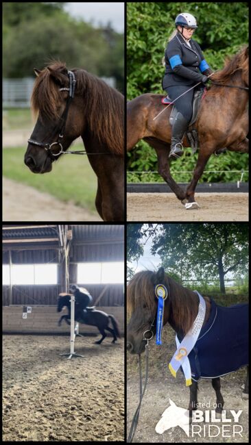 Reitbeteiligung auf Isländer, Nina Rogl, Horse Sharing, Stripfing, Image 7