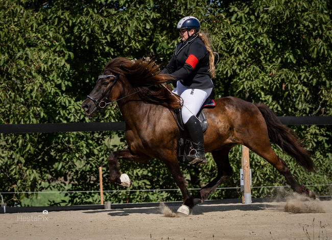 Reitbeteiligung auf Isländer, Nina Rogl, Horse Sharing, Stripfing, Image 3