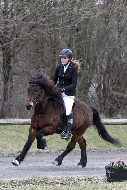 Islandpferde Wallach, Marlene von dem Bussche, Horses For Sale, Kaufungen, Image 10