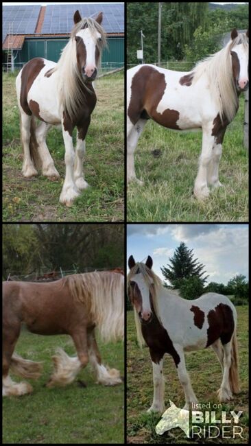 Irish Cob Achatschecke Dunkelfuchs mit Ink-Spot´s 2 J., Tina, Horses For Sale, Calden, Image 6