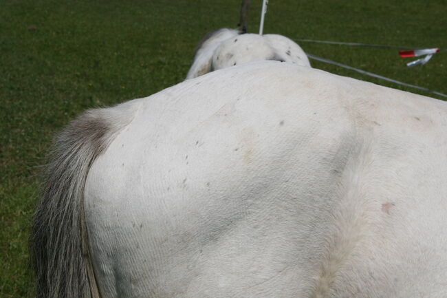 Irish Cob Bucksin Blanket Spotted 2 J., Tina, Pferd kaufen, Calden, Abbildung 4