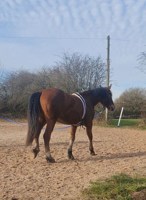 ISH filly will make fantastic all-rounder, Jayne kellett, Horses For Sale, Manchester , Image 2