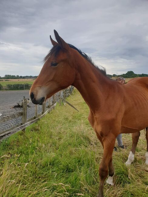 ISH filly will make fantastic all-rounder, Jayne kellett, Horses For Sale, Manchester 