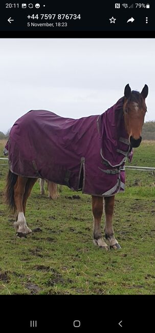 ISH filly will make fantastic all-rounder, Jayne kellett, Horses For Sale, Manchester , Image 8