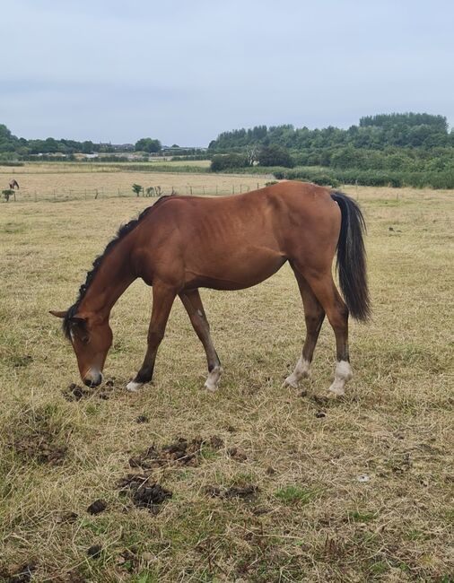 ISH filly will make fantastic all-rounder, Jayne kellett, Horses For Sale, Manchester , Image 14