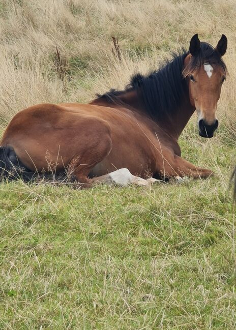 ISH filly will make fantastic all-rounder, Jayne kellett, Pferd kaufen, Manchester , Abbildung 9