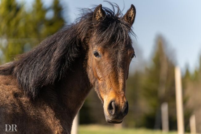 Kiger mustang, Anna Karlberg, Pferd kaufen, Offerdal