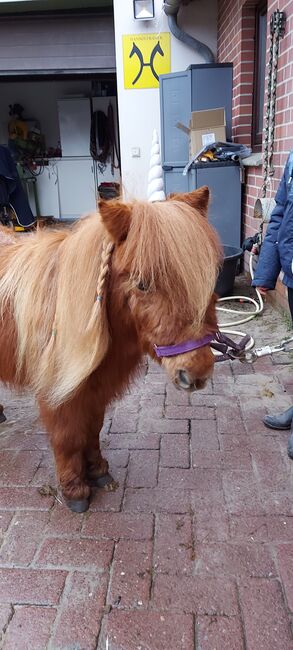 Kinderponys-shettys zu verkaufen, Marieke Rennegarbe, Pferd kaufen, Quernheim