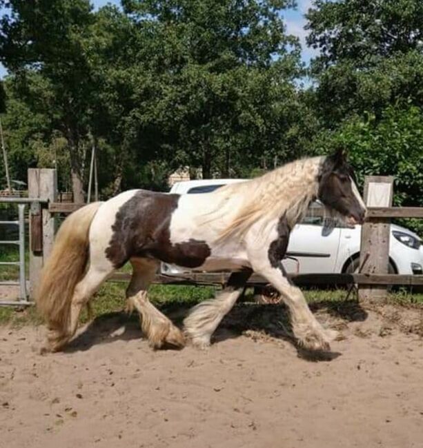 Kleiner Tinker Reitpony Fahrpony Wallach, JM, Pferd kaufen, Lamspringe 