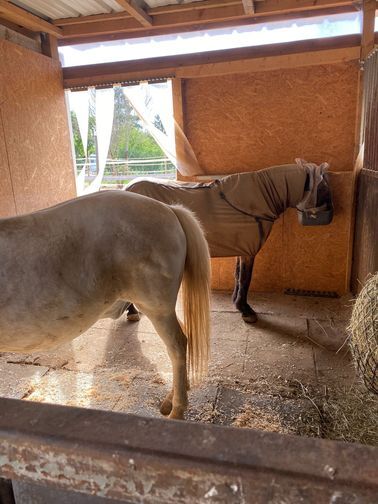 Große Paddockbox in kleinem Privatstall, geeignet für Ekzemer, VP, Paddockboxen, Offenstall, Lena Lachner, Horse Stables, Haßloch, Image 2