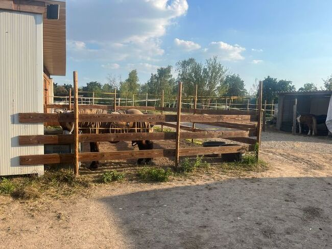 Große Paddockbox in kleinem Privatstall, geeignet für Ekzemer, VP, Paddockboxen, Offenstall, Lena Lachner, Horse Stables, Haßloch, Image 3