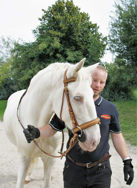 !!Letzte Chance!! Bis Ende August!! Pferde- und Reitermodels für Portfolio gesucht, Coeur de León - Pferdefotografie C&S (Coeur de León - Pferdefotografie C & S), Horse photography, Leutkirch im Allgäu, Image 4