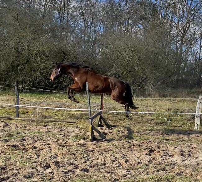 Freizeit Pferd, Denise , Horses For Sale, Velpke, Image 7