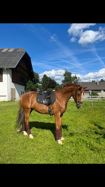 Freizeitpferd mit ausgezeichnete GGA und viel Potential für die Dressur, Sonja, Horses For Sale, St.Michael in LG.