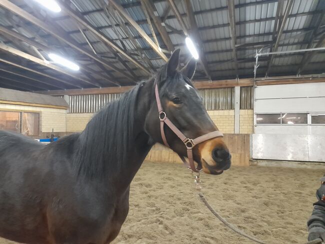 Liebe Trakehner Stute, Miriam, Pferd kaufen, Friedrichsgraben