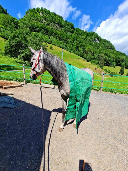 Liebenswürdige reitbare Araberstute mit Befund, Lena Meile, Pferd kaufen, Giswil, Abbildung 7