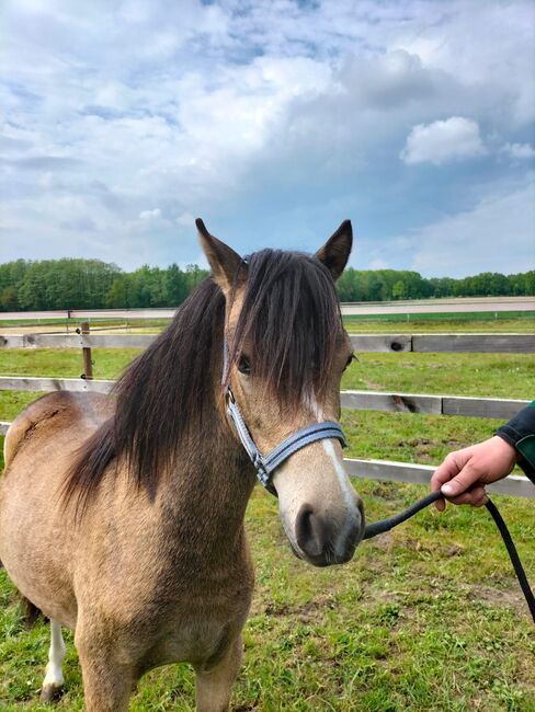 Liebes Kinderpony Welsh A Stute!!!!!!, Kerstin , Pferd kaufen, Bakum, Abbildung 2