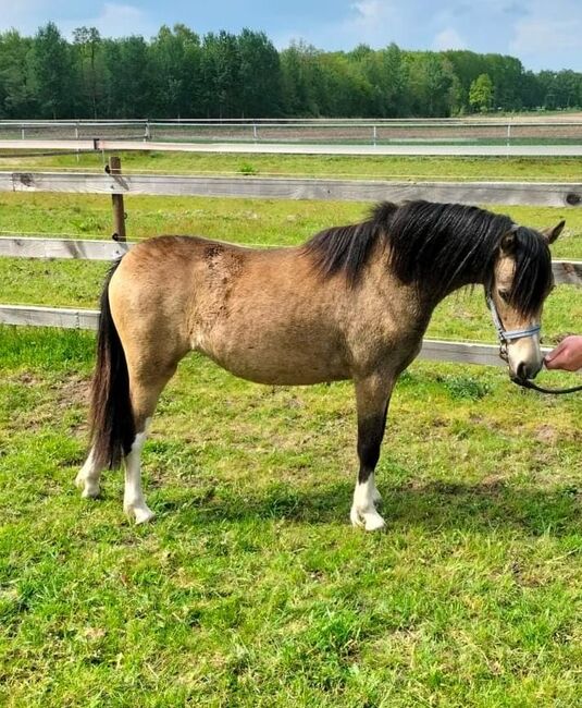 Liebes Kinderpony Welsh A Stute!!!!!!, Kerstin , Pferd kaufen, Bakum, Abbildung 3