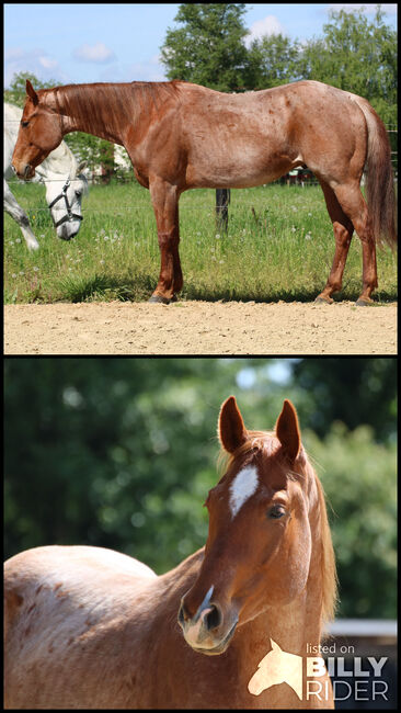 Liebevoller, red roan Quarter Horse Wallach, Kerstin Rehbehn (Pferdemarketing Ost), Pferd kaufen, Nienburg, Abbildung 3