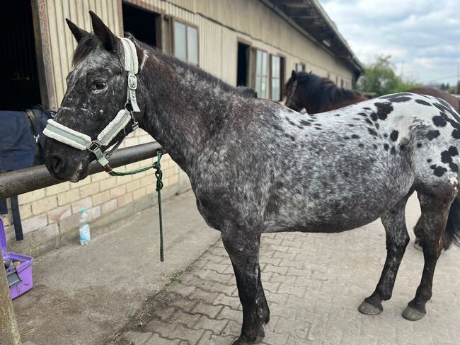 Pflegeversicherung, Maria Weber , Horse Sharing, Hürth, Image 3