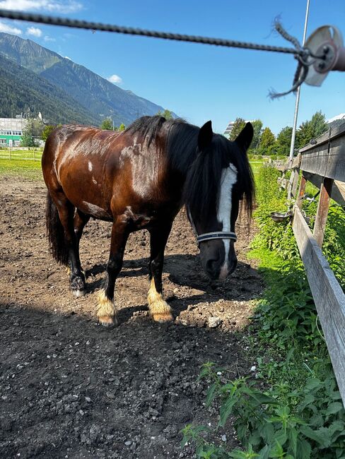 Liebenswerter Tinker Wallach, Gaby, Horses For Sale, Telfs , Image 2