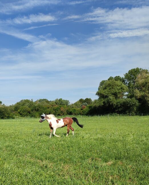 Liebevoller Pferdemensch gesucht, Eileen, Horse Sharing, Oberhausen-Rheinhausen, Image 3