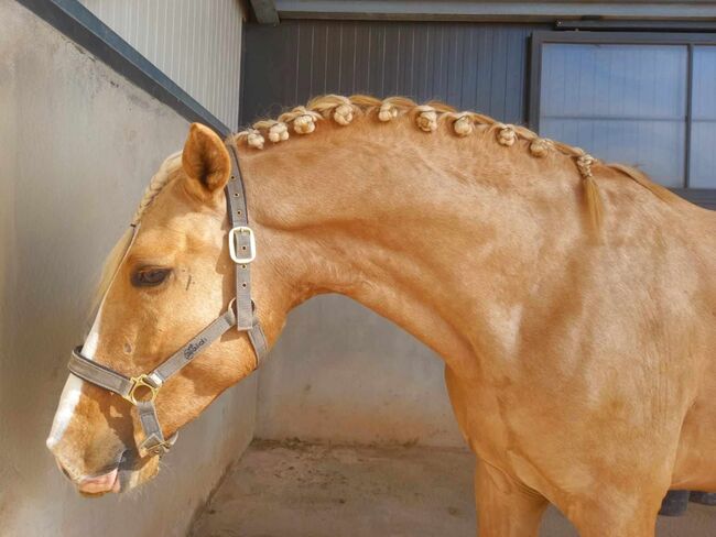 Lusitano Goldjunge, ISPA - Iberische Sportpferde Agentur (ISPA - Iberische Sportpferde Agentur), Pferd kaufen, Bedburg, Abbildung 3