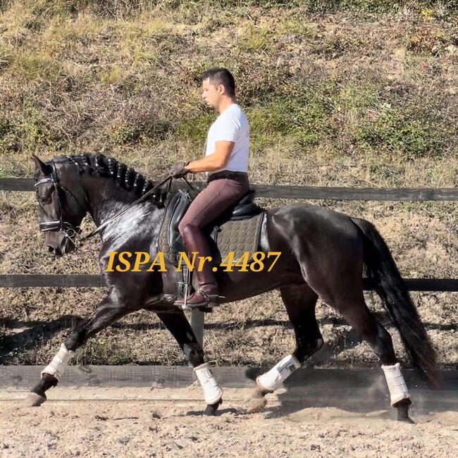 Lusitano in schwarzer Jacke, ISPA - Iberische Sportpferde Agentur (ISPA - Iberische Sportpferde Agentur), Pferd kaufen, Bedburg, Abbildung 3