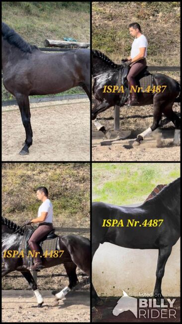 Lusitano in schwarzer Jacke, ISPA - Iberische Sportpferde Agentur (ISPA - Iberische Sportpferde Agentur), Pferd kaufen, Bedburg, Abbildung 5
