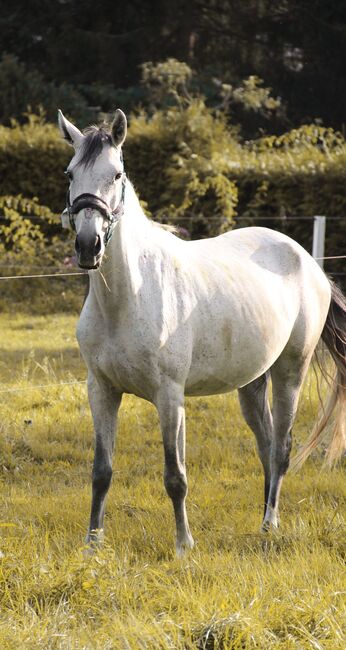 Lusitano Stute, Shirin Sahin, Pferd kaufen, Altenstadt , Abbildung 6