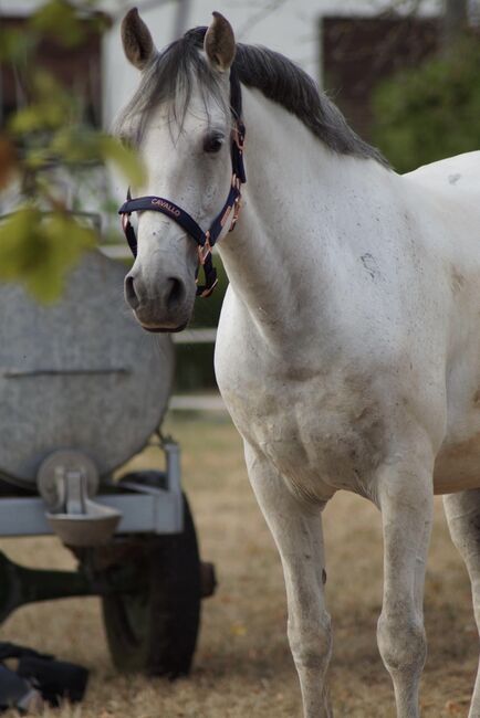 Lusitano Wallach, Shirin Sahin, Pferd kaufen, Altenstadt , Abbildung 10