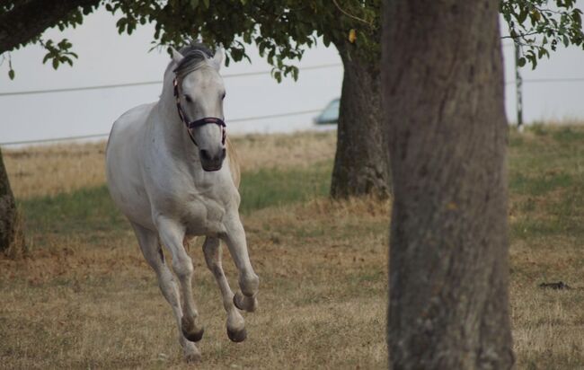 Lusitano Wallach, Shirin Sahin, Pferd kaufen, Altenstadt , Abbildung 6