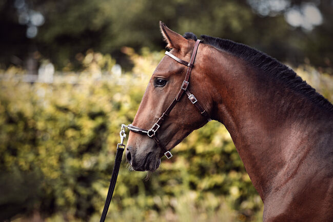 Lusitano Younger mit einem Herzen aus Gold, Eva Gehrke, Pferd kaufen, Bocholt, Abbildung 3