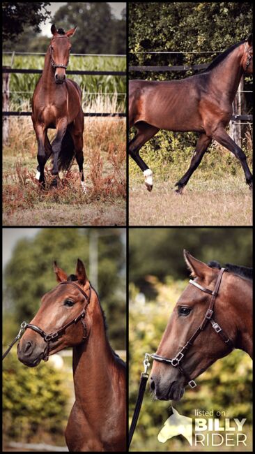 Lusitano Younger mit einem Herzen aus Gold, Eva Gehrke, Pferd kaufen, Bocholt, Abbildung 9