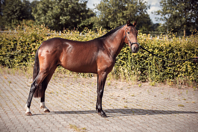 Lusitano Younger mit einem Herzen aus Gold, Eva Gehrke, Pferd kaufen, Bocholt, Abbildung 5