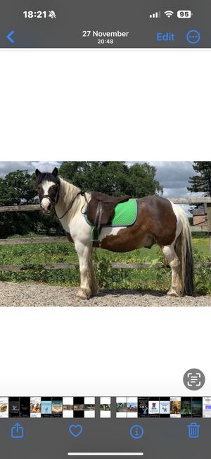 Mac the mini cob, Michelle Statham, Horses For Sale, Altrincham , Image 3