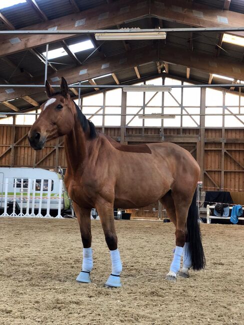 Stute wegen Reitsportaufgabe abzugeben, Josi, Horses For Sale, Wanzleben-Börde