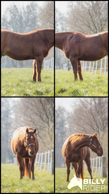 megakräftiger, cooler Quarter Horse Wallach, Kerstin Rehbehn (Pferdemarketing Ost), Pferd kaufen, Nienburg, Abbildung 7