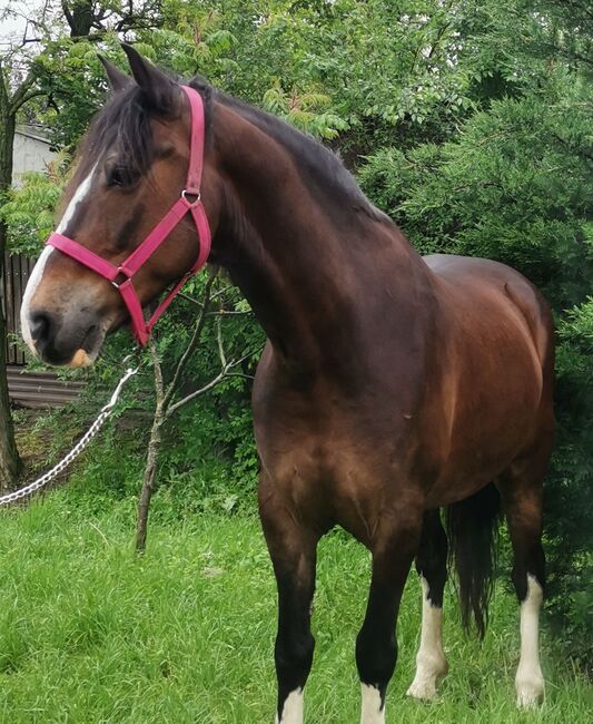 Neues zu Hause charly, Nagy Horses , Horses For Sale, Mezőberény , Image 3