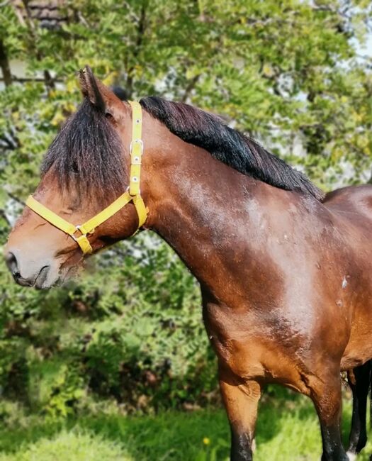 Neues Zuhause, Nagy Horses , Horses For Sale, Mezőberény , Image 3