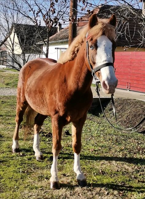 Neues zu Hause, Nagy Horses , Horses For Sale, Mezőberény , Image 4