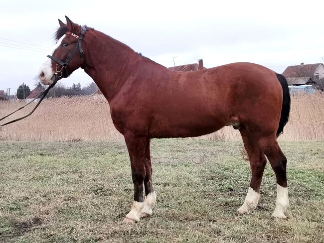 Neues zu Hause, Nagy Horses , Horses For Sale, Mezőberény , Image 3