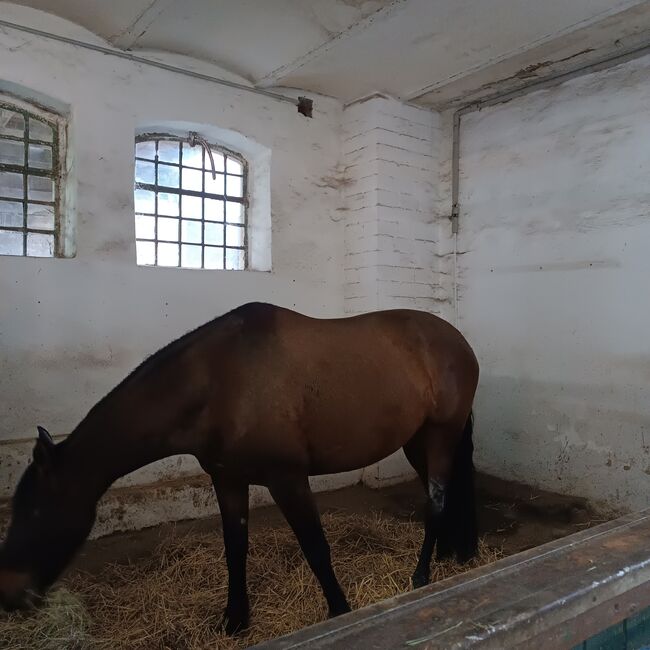 Nachmieter für Pferdebox, Franzi, Horse Stables, Schladen